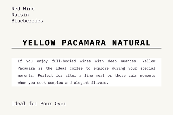 Yellow Pacamara Natural Process